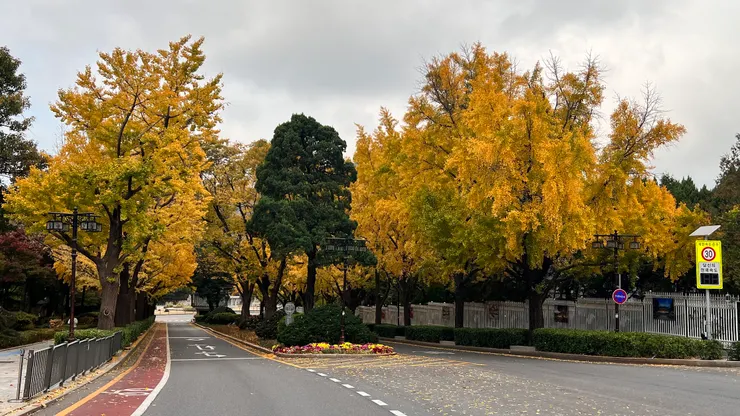 青瓦台入口前的青瓦台路