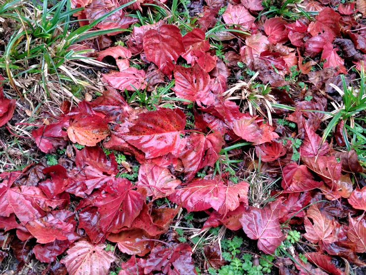 石山林道台灣紅榨槭落葉。