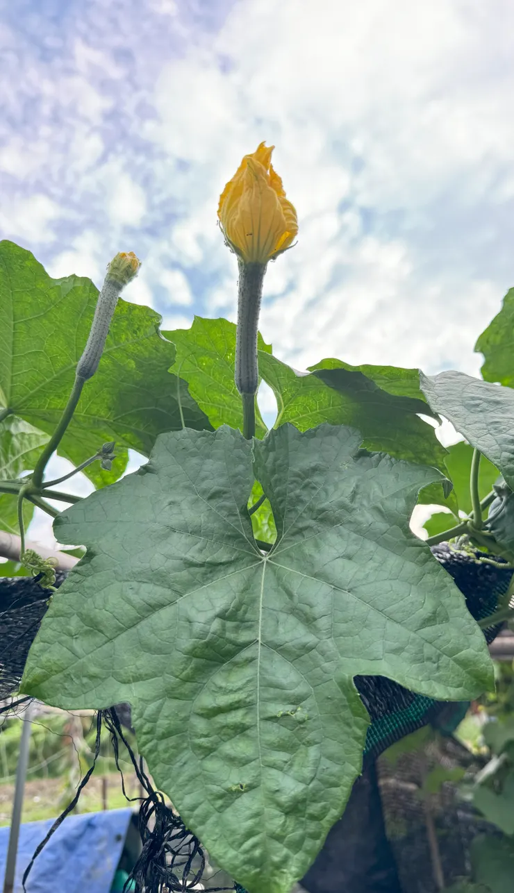 黃色的絲瓜花跟小絲瓜，挺拔!