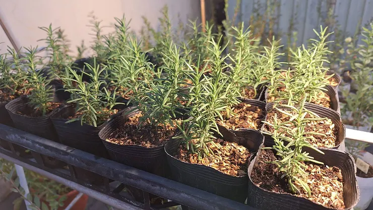 以泥炭土:稻殼=2:1比例栽培的迷迭香