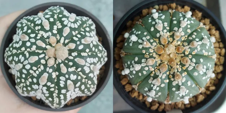 父母本
