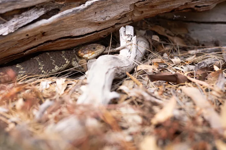 Western Shingleback Skink / 松果蜥