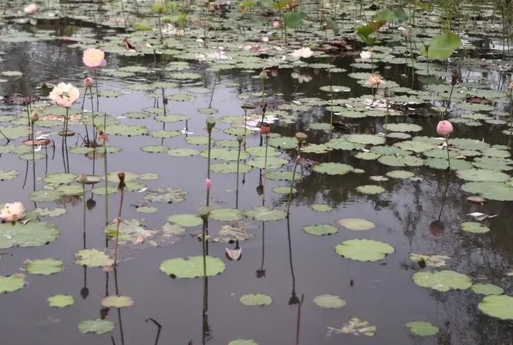 這是睡蓮不是荷花，睡蓮葉橢圓形、表面光滑，浮在水面，葉緣有V型缺口