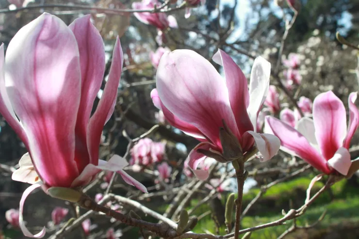 彷彿翩躚起舞的花仙子