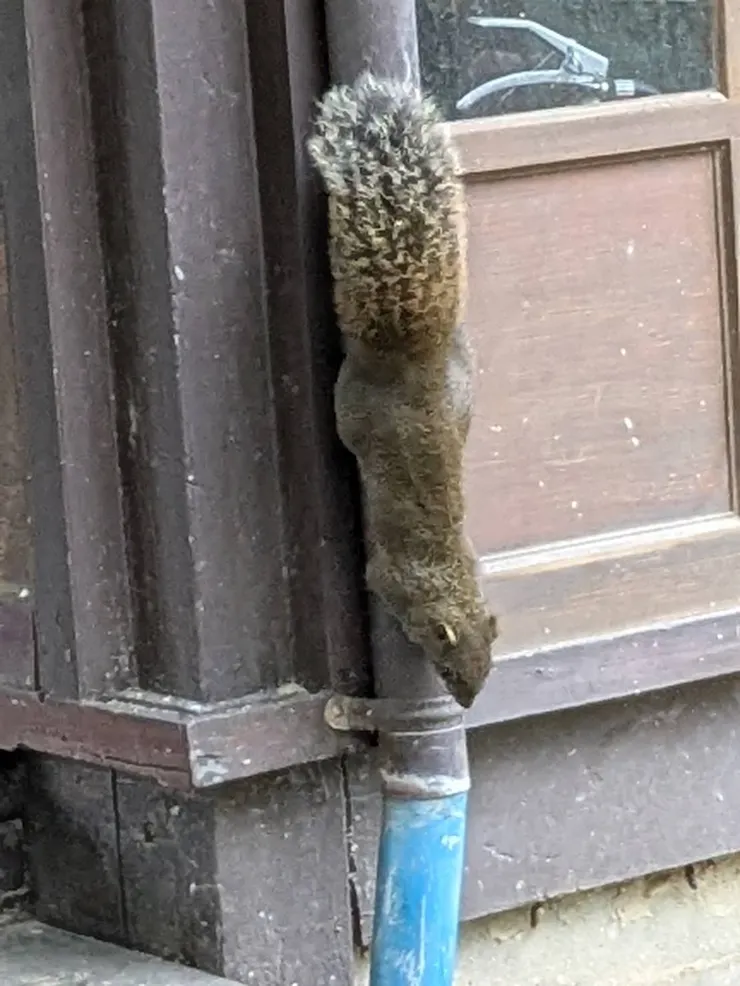 巧遇🐿☺️🥰