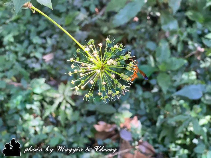 微觀世界的奇妙設計。精緻的球狀花序,迎來一位橘紅色翅膀的訪客。大自然的細節總是讓人驚嘆!