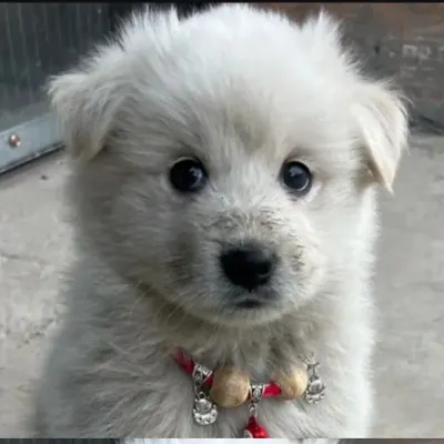 Chubby Heart, Naughty Spirit