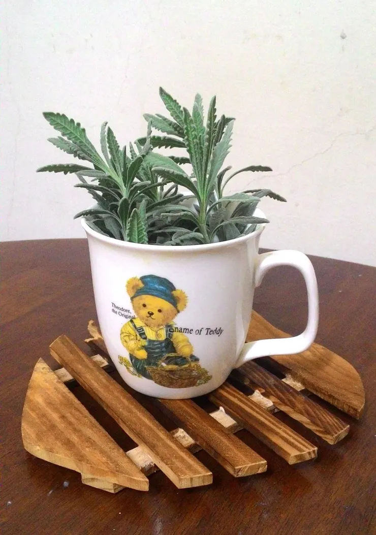 十年前採收的德瑞克薰衣草葉