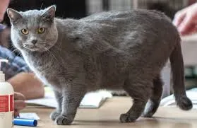 Chartreux