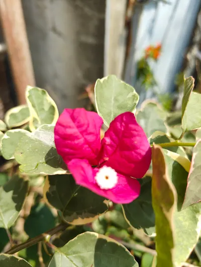 香花會引來蛇嗎？