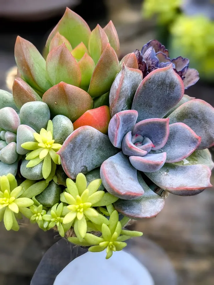 媽媽多肉花園,多肉多種組盤,出自媽媽構想💖