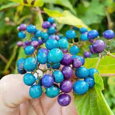 葡萄科瓷漿果 (Porcelain Berry)