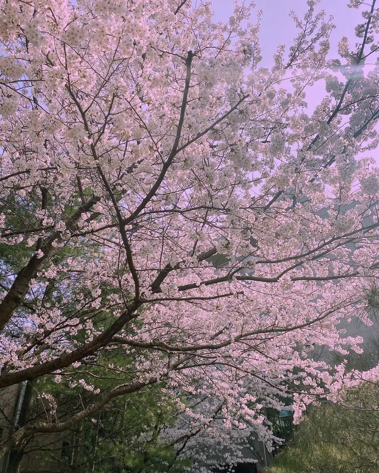 櫻花 Cherry Blossom / 文：秋刀魚的滋味