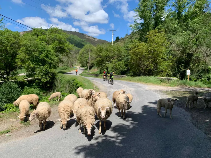圖五：成群羊兒放牧中！
