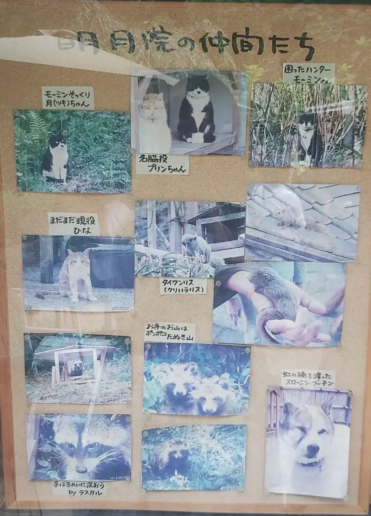 明月院的小動物們