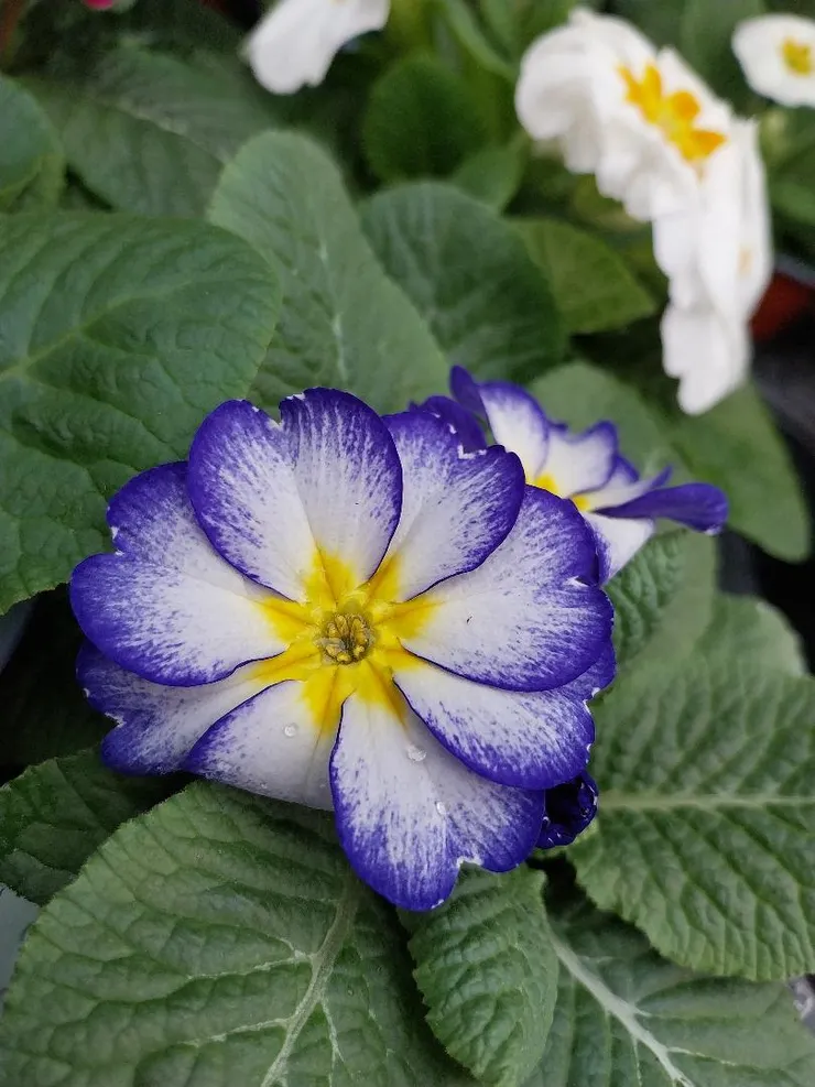 藍黃雙色報春花Primula malacoides