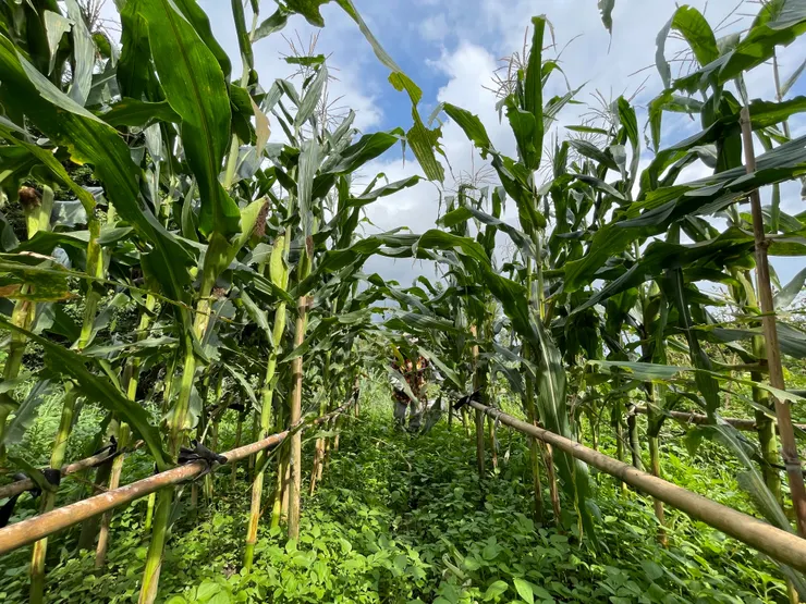 採收前,玉米最美的時候