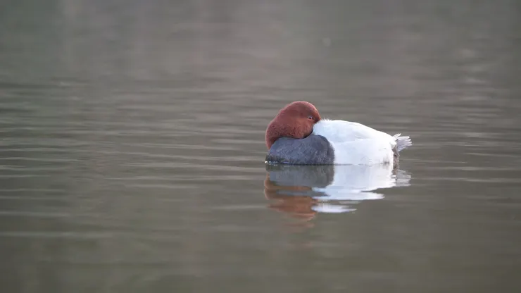 紅頭潛鴨準備說晚安