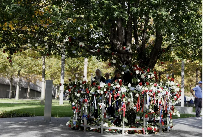 倖存者之樹(Survivor Tree - 圖片來源:官網)