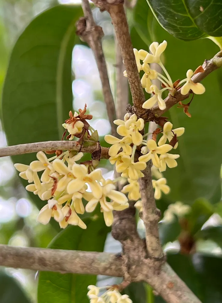 這應該是桂花 聞到味道 想起潘越雲唱的〈桂花巷〉