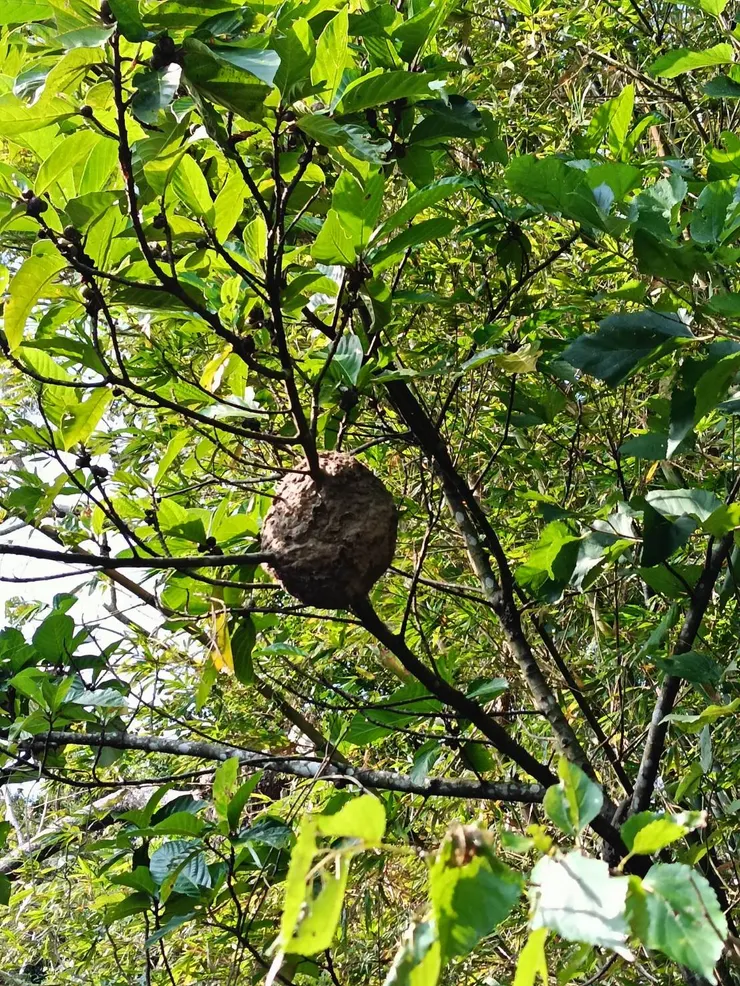 泥土做的，包覆住樹枝的蟻窩