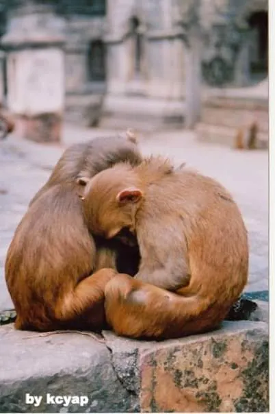 相濡以沫（攝於尼泊爾帕舒帕蒂纳特庙附近）