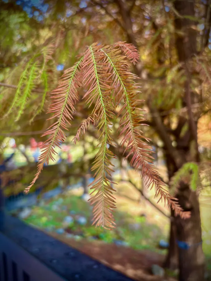 落羽松樹葉呈狹線形，互生於小枝兩側，狀似羽毛