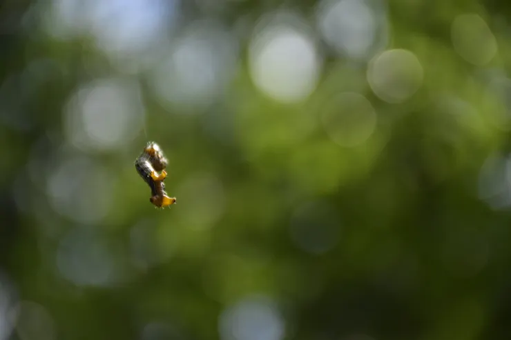 偶爾遇見從天而降的毛毛蟲。