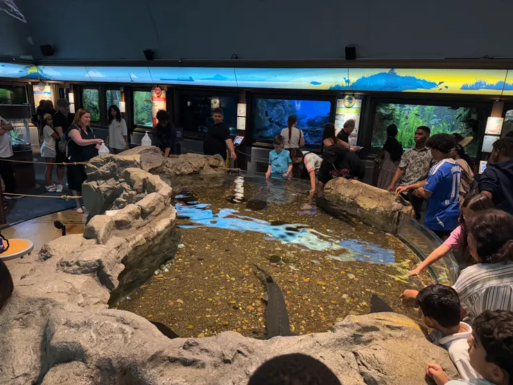 排隊觸摸魚的背部皮膚 (古溜)