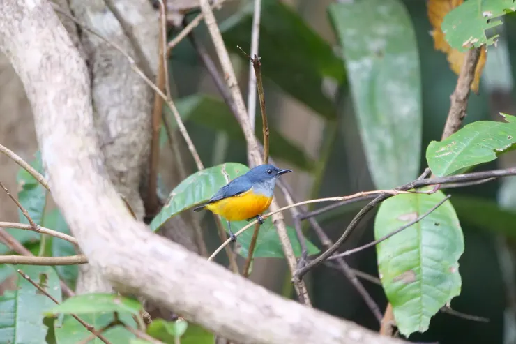橙腹啄花鳥 Orange-bellied flowerpecker