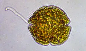 米氏凱倫藻（Karenia mikimotoi）。圖片取自NCCOS網站。