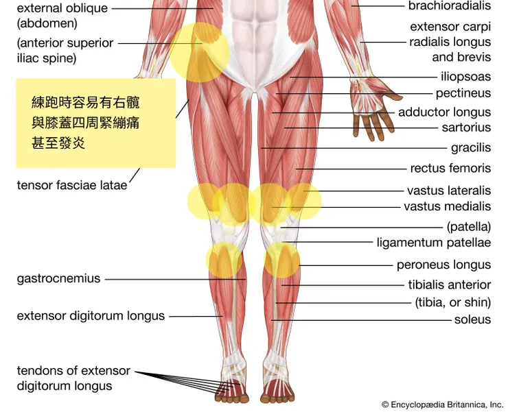 練半馬時出現的各種髖與膝蓋不適