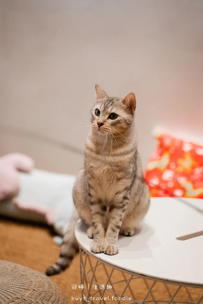 新竹貓咪咖啡廳推薦-招財咖啡-新竹咖啡廳推薦-新竹甜點店推薦-新竹甜點推薦-11.jpg