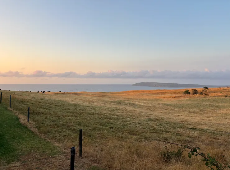 Phillips Island早晨直面海岸及大草原，不遠處還有黑牛相伴🐮