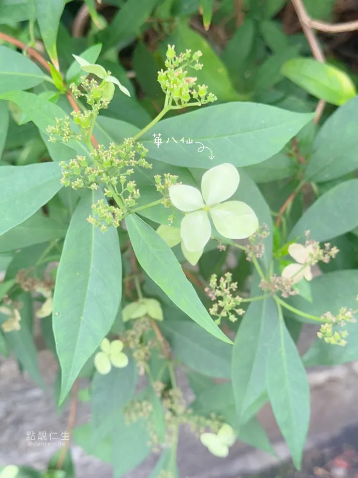 台北典藏植物園｜像繡球的 華八仙