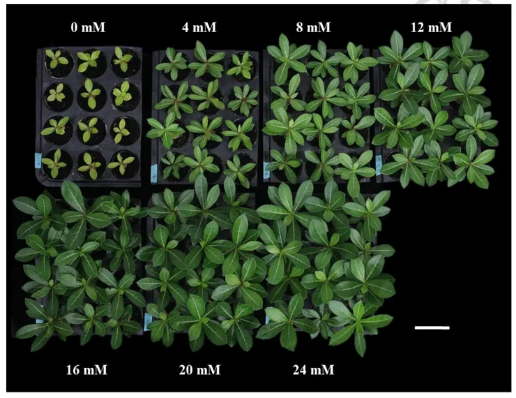 養液氮濃度對於沙漠玫瑰穴盤苗之影響