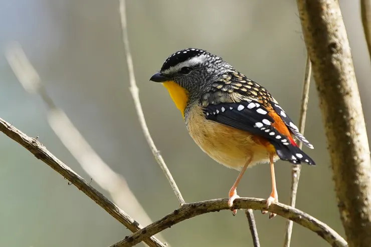 Spotted Pardalote