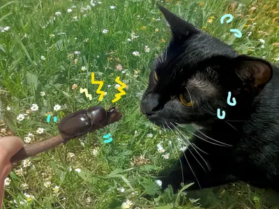 第一次聽見獨角仙的叫聲