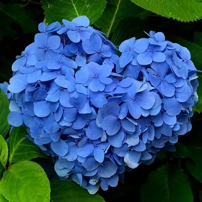 花路