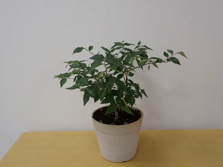 中山社大114.04.10