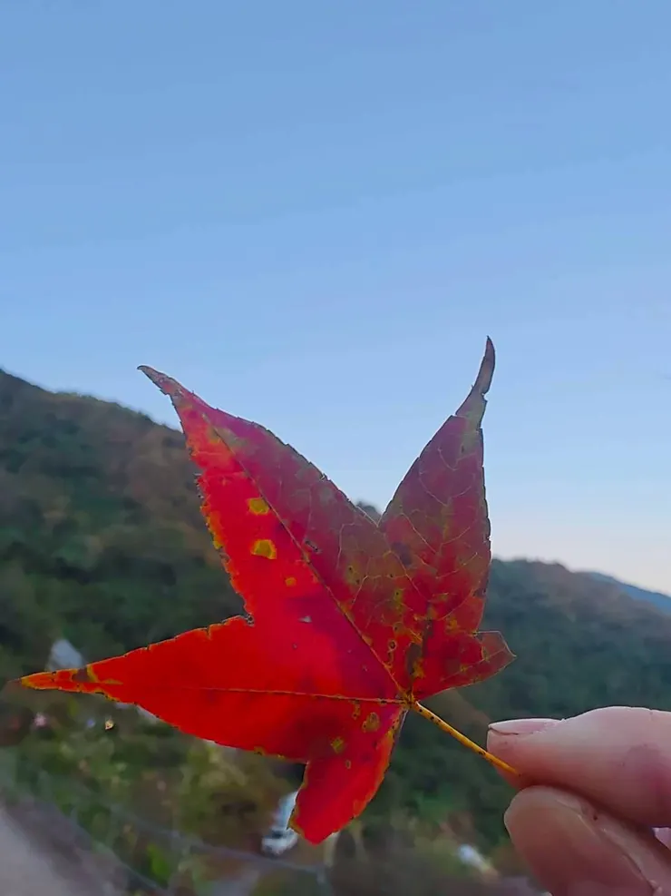 今年看過最上相的楓葉