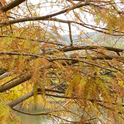 鹹水寄居蟹的沙龍