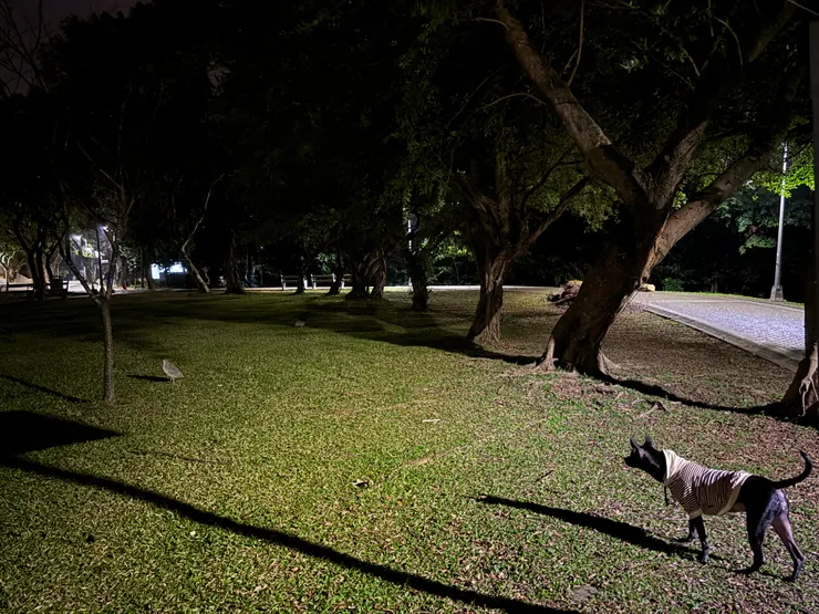 狗:你到底是誰? 夜鷺:安靜,我在沉思。