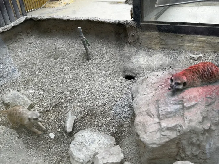 狐獴