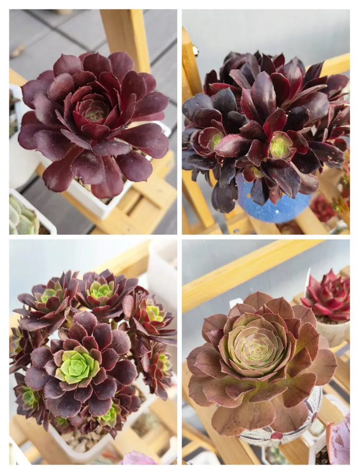 法師喜歡陽光，秋冬請給予充足的光照