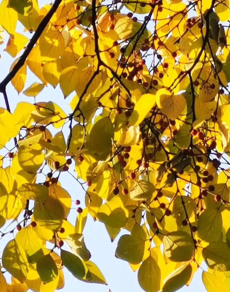 珊瑚樸（Celtis julianae Schneid.）