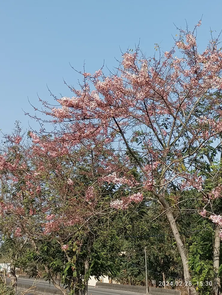 花旗木（又名三月櫻，粉紅陣雨樹）盛放