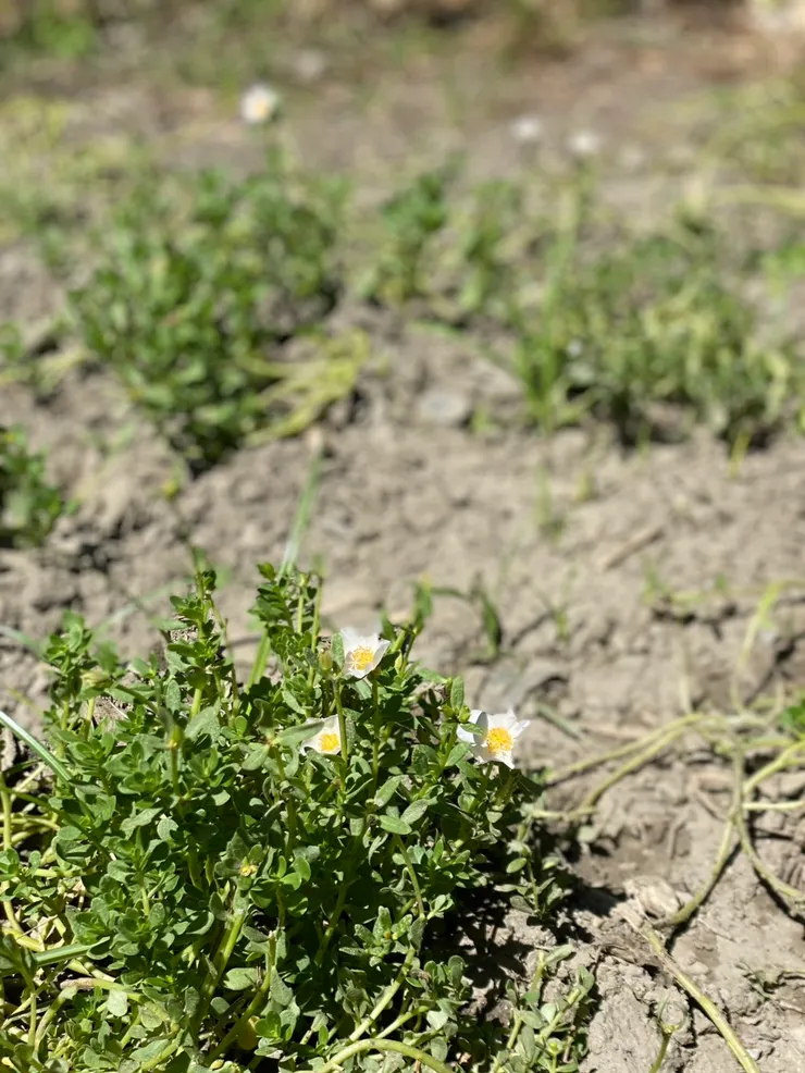 隨便種隨便活的馬齒莧，也太好種了!讓我信心大增!