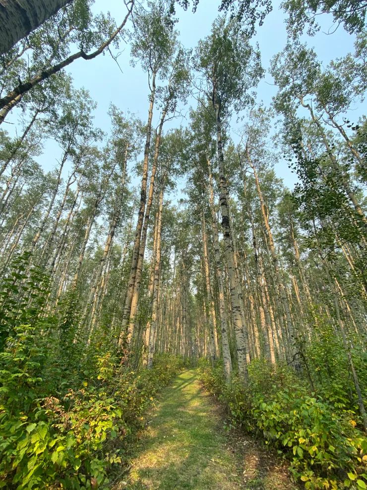 Young‘s Point campsite Alberta Canada— 那天就在這營地。