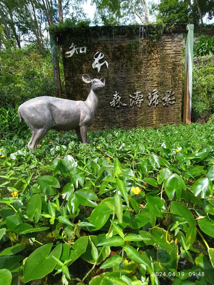 台東知本森林，自拍攝，池中黃花開為日本的萍蓬